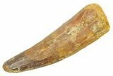 Fossil Spinosaurus Tooth - Feeding Worn Tip #363497-1